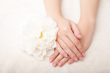 Image showing Beautiful woman hands and  flower over white background