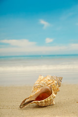 Image showing Conch shell on beach