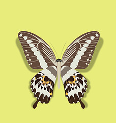 Image showing  Realistic Illustration Papilio Gigon Butterfly