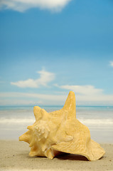 Image showing Conch on beach