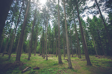 Image showing Pine tree forest with sunlight