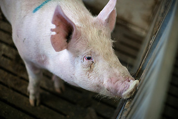 Image showing Pig in a dark stable