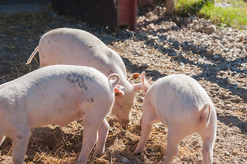 Image showing Pigs eating food at a pigsty