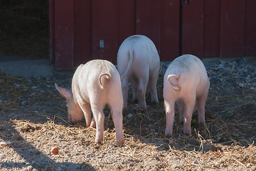 Image showing Pink pigs with curly tails at a rural farm