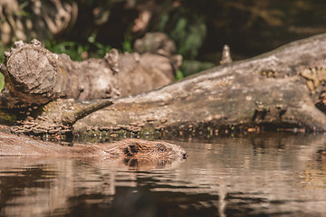 Image showing Beaver swimming in a lake in Canada