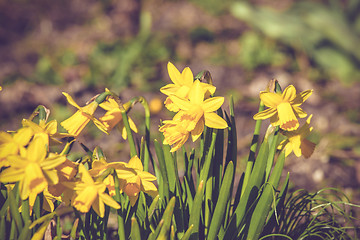 Image showing Daffodils flowers on a row in the spring