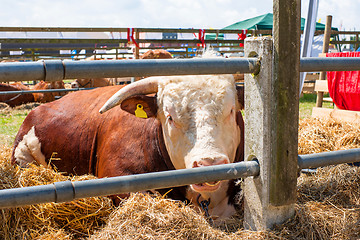 Image showing Hereford bull resting in hay