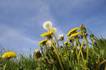 Image showing Dandelion flowers in nature