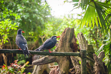 Image showing Inca tern on a fence