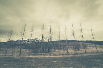 Image showing Trees on a row with a mountain in the background