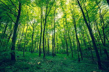 Image showing Beautiful forest in the spring