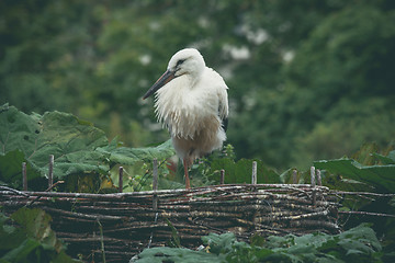 Image showing Stork in a nest in green nature