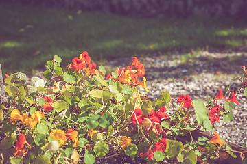 Image showing Colorful flowers in a garden