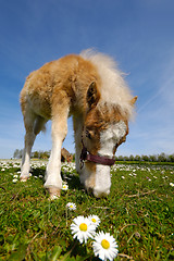 Image showing Young horse foal eating grass