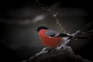 Image showing bullfinch