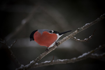 Image showing bullfinch