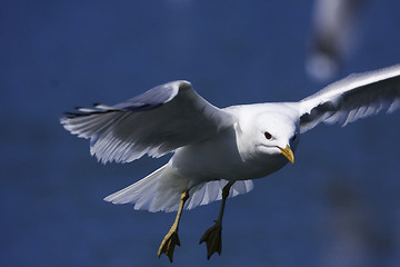 Image showing seagull