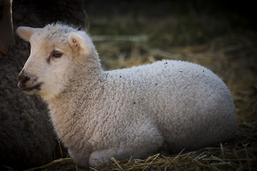 Image showing lamb