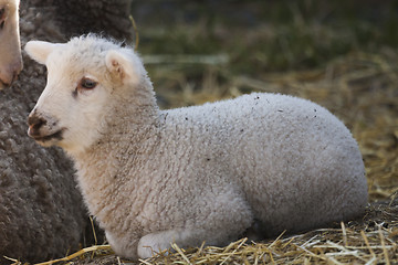 Image showing lamb