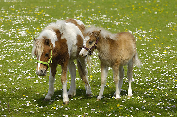 Image showing Horse mother and child