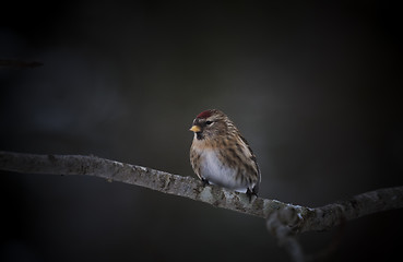 Image showing common redpoll