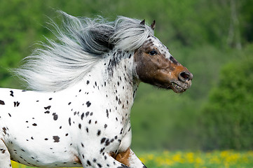 Image showing Appaloosa horse runs gallop on the meadow in summer time