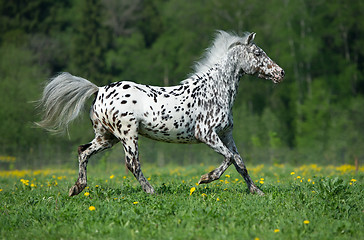 Image showing Appaloosa horse runs gallop on the meadow in summer time