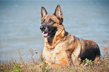 Image showing friendly German shepherd lying in the dry grass on the beach