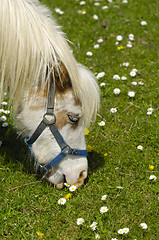 Image showing Horse eating green grass