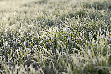 Image showing young grass plants, close-up