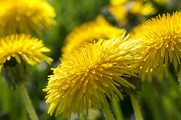 Image showing yellow dandelions in spring