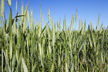 Image showing Field with cereal