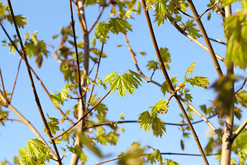 Image showing green maple leaves