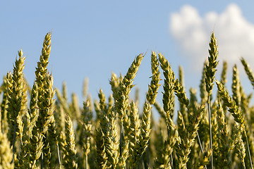 Image showing Field with cereal