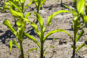 Image showing Field of green corn