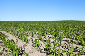 Image showing Field of green corn