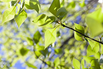 Image showing linden leaves, spring