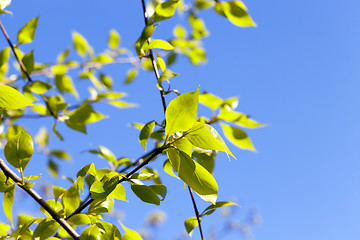 Image showing linden leaves, spring