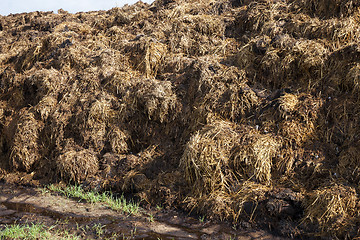 Image showing are landed in a pile of manure