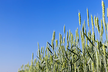 Image showing Field with cereal