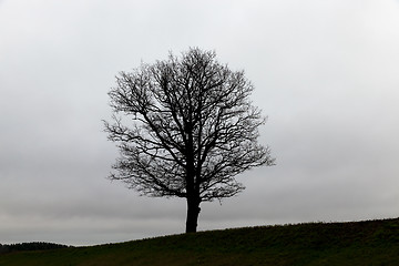 Image showing trees at dusk