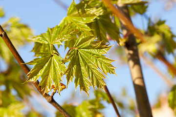 Image showing green maple leaves