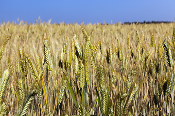 Image showing mature cereal, close-up