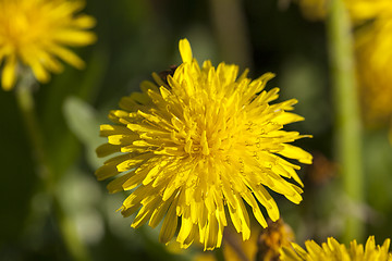 Image showing yellow dandelions in spring