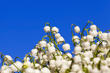 Image showing Forest lily of the valley close-up