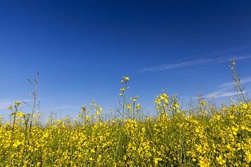 Image showing yellow flower rape