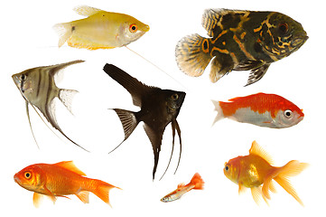 Image showing Aquarium fish on white background