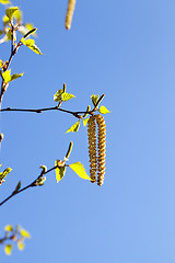 Image showing Young leaves of birch