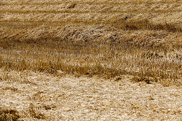 Image showing haystacks in a field of straw