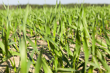 Image showing Field with cereal